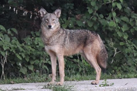 An adult Eastern Coyote in Hillside Woods.