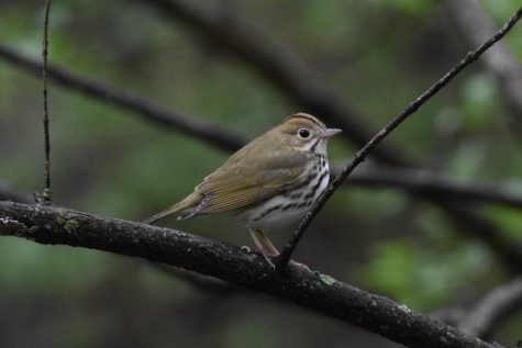 Although not mentioned in this article, the Ovenbird is a hallmark of late spring.