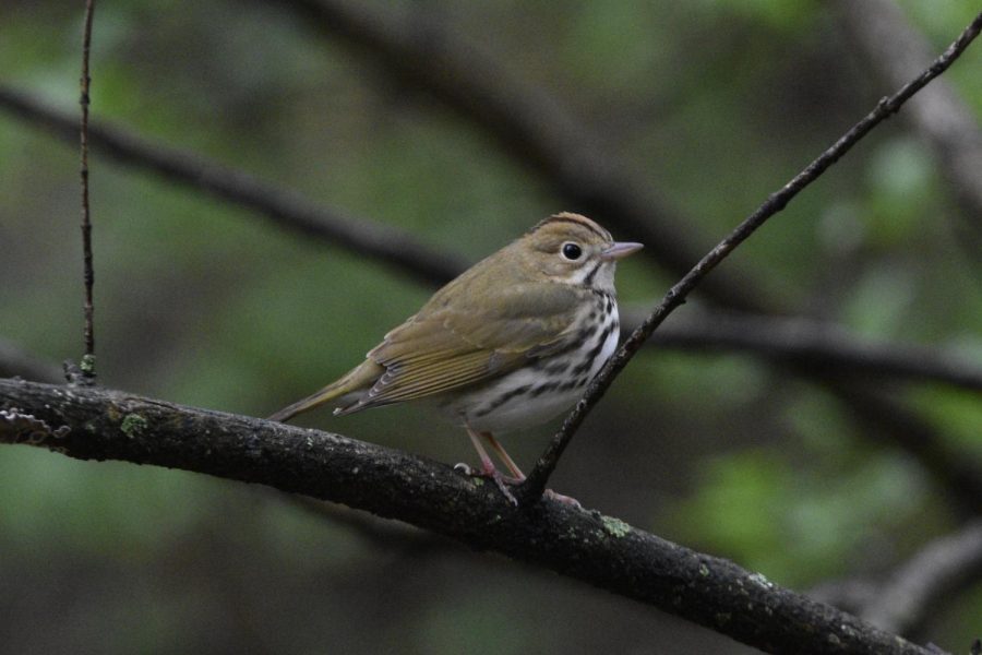 Although+not+mentioned+in+this+article%2C+the+Ovenbird+is+a+hallmark+of+late+spring.