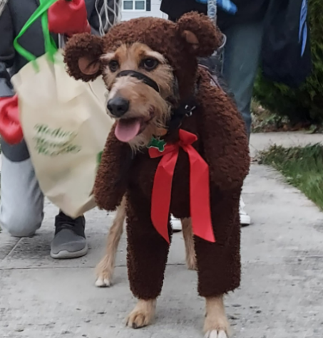 Popular Costumes for People and Pets