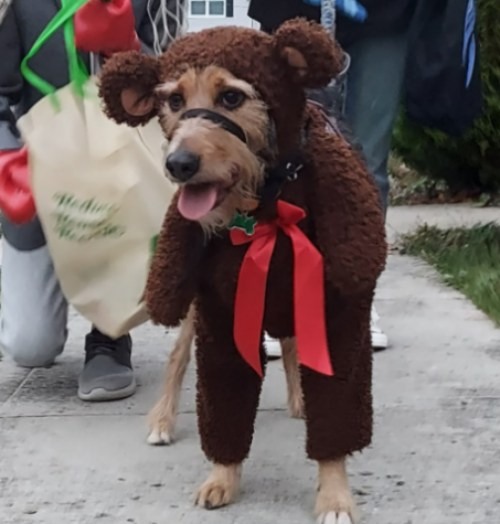 Rubie's Big Dog Walking Teddy Bear Pet Costume 