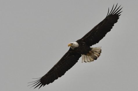 Adult Bald Eagle at MacEachron Waterfront Park in Hastings. 