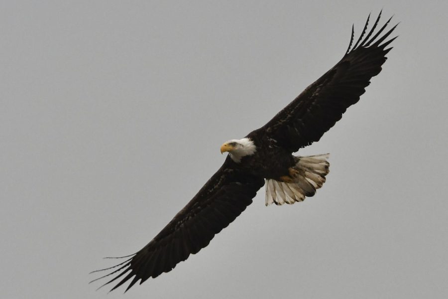 Adult+Bald+Eagle+at+MacEachron+Waterfront+Park+in+Hastings.+