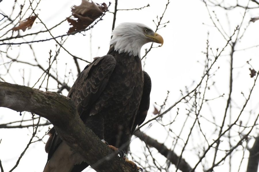Adult Bald Eagle at The Landing in Dobbs Ferry.
