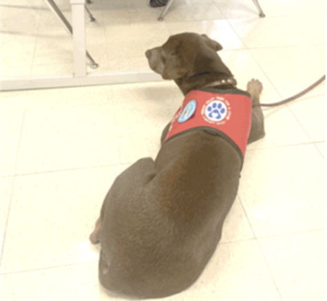 The Calming Canine: FMS’s New Therapy Dog